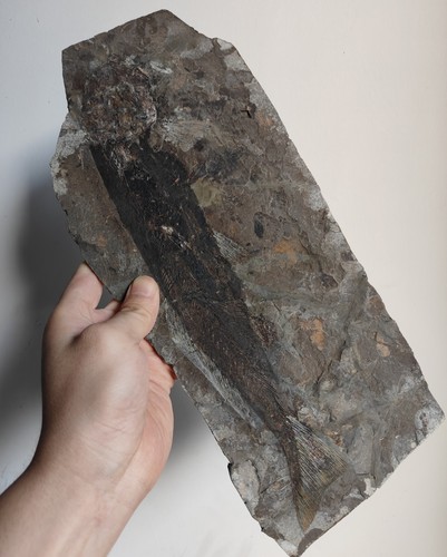 Big ancient fish fossil slab - ancient,