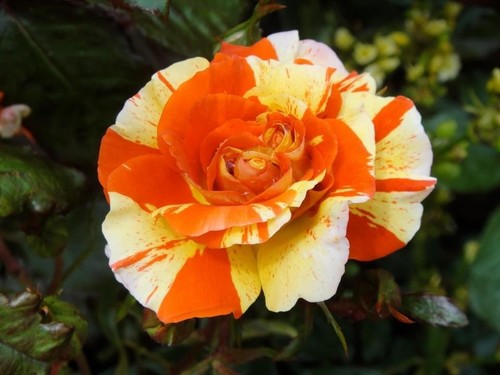 Oranges lemons 4 - 4, ltr