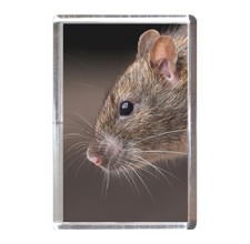 Fridge Magnet: Brown Rat
