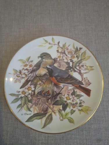 Redstart songbirds europe - of,