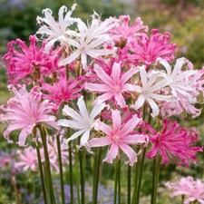 Nerine pink and white - 10,
