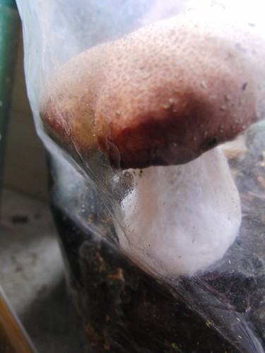 Mushroom spawn wine cap - spawn,