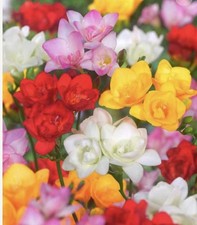 40 Fresia Bulbs – Mixed