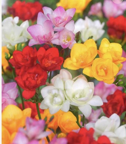 Fresia bulbs mixed - fresia,