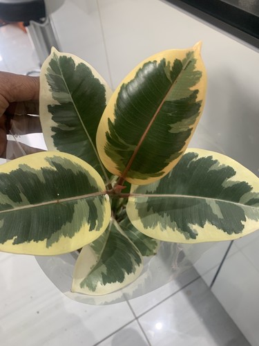 Potted ficus tineke premium - potted, |