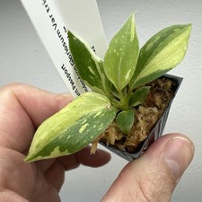 Philodendron Gloriosum