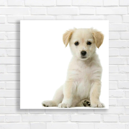 Adorable labrador retriever - labrador,