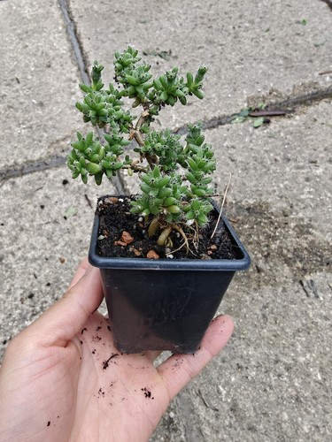 Trichodiadema bulbosum caudex - bulbosum,