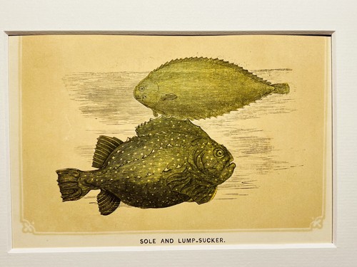Sunfish sol fish flounder - sol,