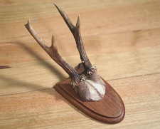 Vintage Roe Deer Antlers Horns Trophy Wall Hanging Small