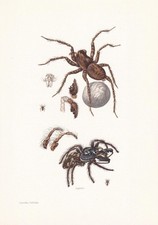 1960 WOLF SPIDER & Zebra