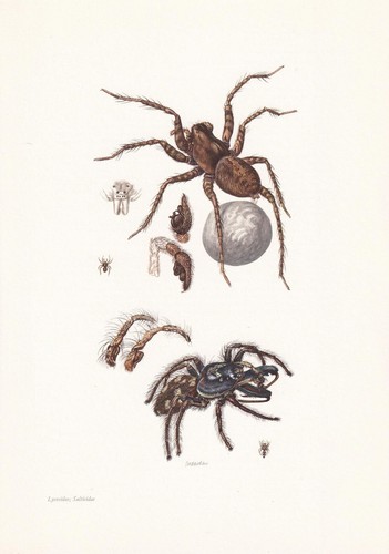 1960 wolf spider zebra - spider, &