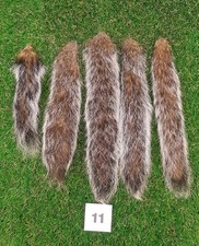 5 x Genuine Grey Squirrel