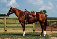 386974 Quer Horse WALL ROOM