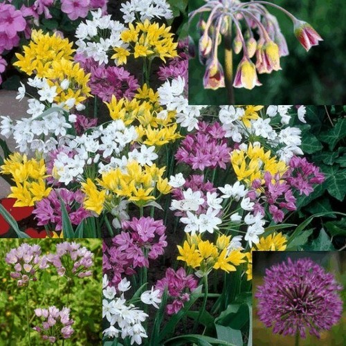 Alliums mixed garden flower - mixed,