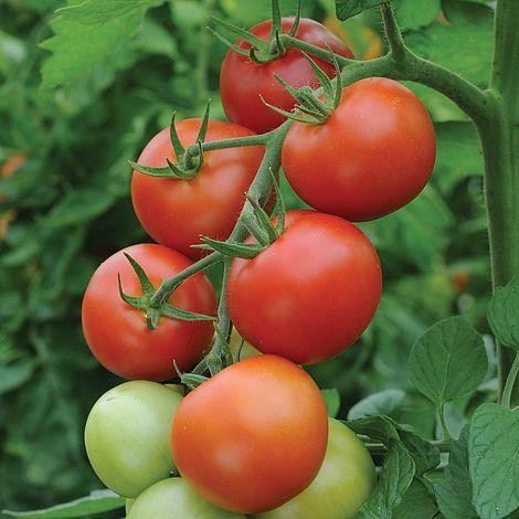 Tomato moneymaker fresh - tomato,