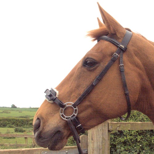 Orbitless bitless bridle - orbitless,
