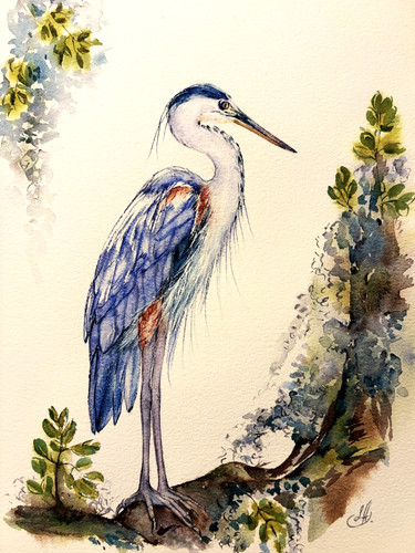 Great blue heron - heron, among