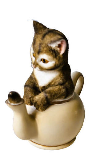 Leonardo collection cat - leonardo,