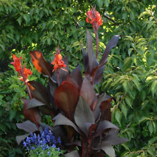 Canna 'Tropicanna Black'. 9cm Plant x 2. Canna Lily. Exotic plant. Red flowers