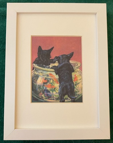 Scottish terrier matted - scottish,