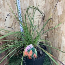 Kniphofia Papaya  Popsicle  2
