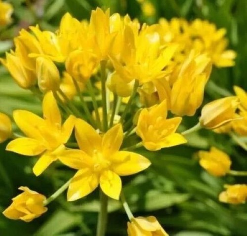Allium moly flower bulbs - moly,