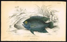 1843 Jardine Fish Print –