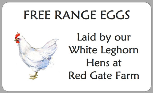 White leghorn hen - hen, egg