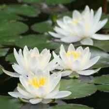 Nymphaea "Albida" Water Lily Pond Plant