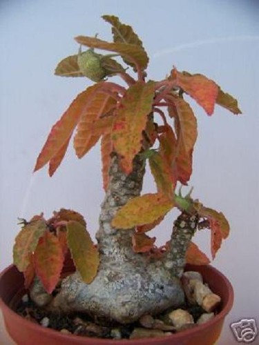 Dorstenia foetida exotic - dorstenia, @j@