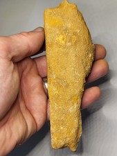 ~5.5 Inch HUGE Pterosaur Jaw