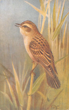 POSTCARD - SEDGE WARBLER -