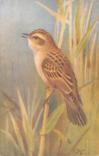 Postcard sedge warbler - -,