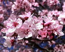 1X 3-4FT MINI DWARF PRUNUS
