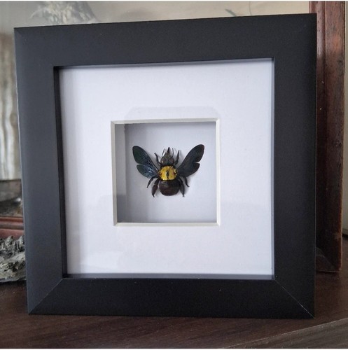Golden carpenter bee mounted - golden,