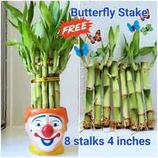 8 LUCKY BAMBOO Free Butterfly