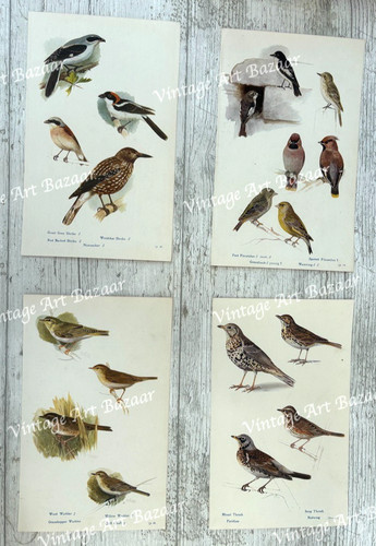 Bird prints species - bird,