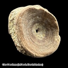 Fish vertebra fossil eocene - fish,