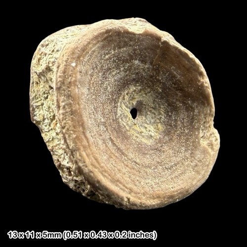 Fish vertebra fossil eocene - fossil,