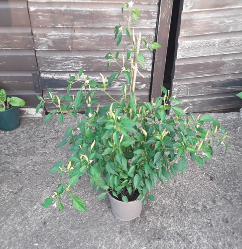 Fruiting basket of fire - 1, x