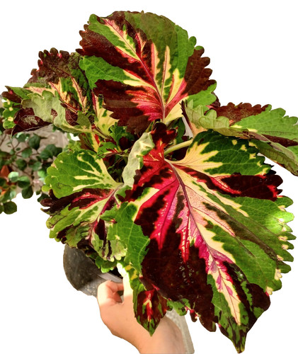 Coleus kong mosaic - coleus, plant