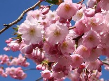 Flowering Cherry / Prunus