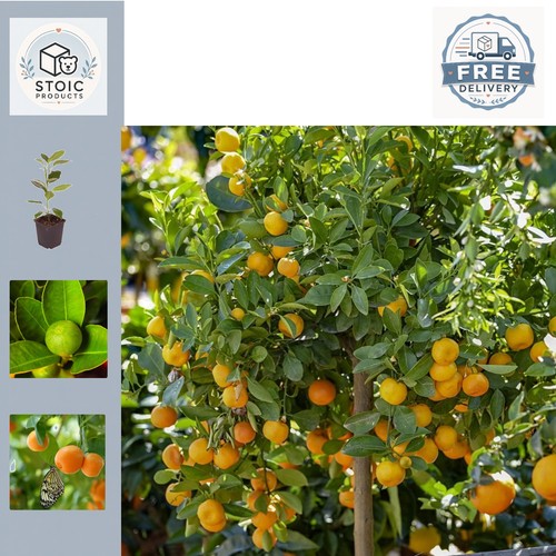 Edible citrus panama - 'panama, orange'