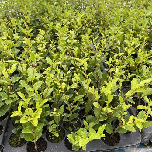 Green privet xl - green,