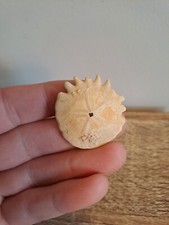 Fossil Sand Dollar -