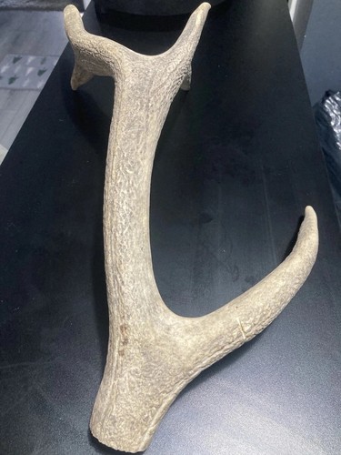 Vintage large antler - large,