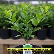 Dwarf Key Lime Tree 2-3ft H in