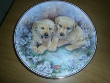 Vintage Edwardian bone china collectors plate.Pair of Golden Retriever pups.(E7)