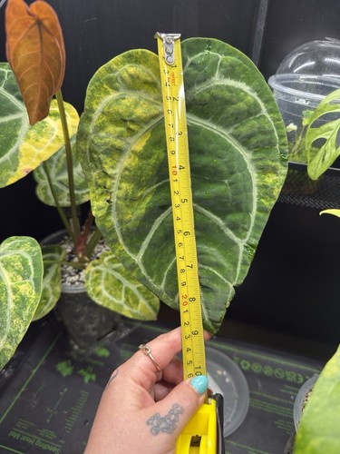 Rare big established - big,